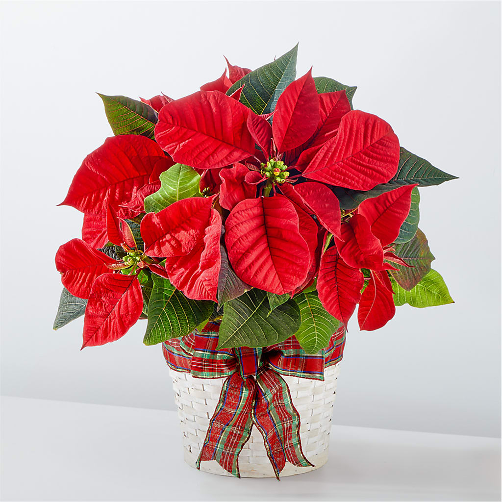 Happiest Holidays Poinsettia – Noor Florist Llc, Lake Villa IL