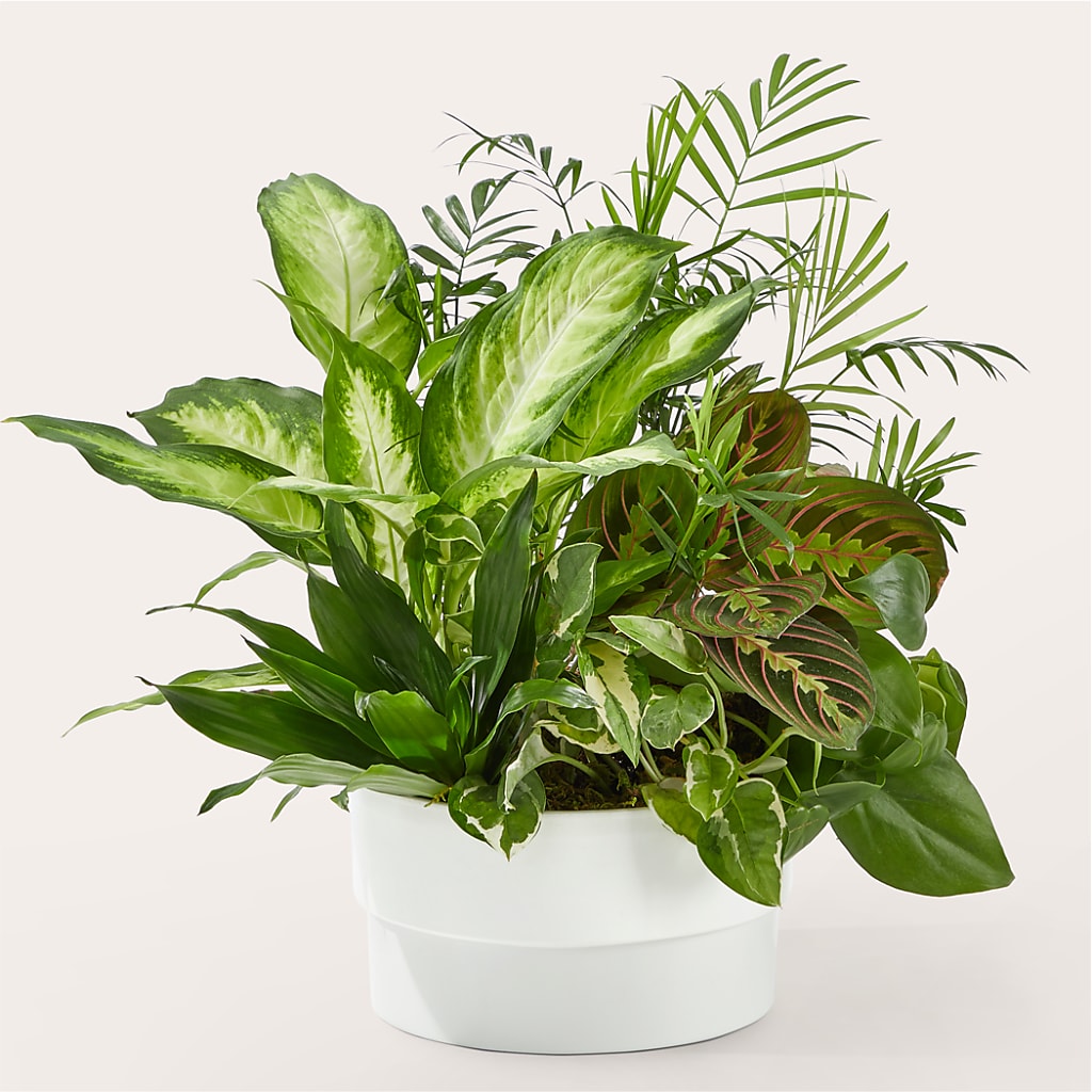 Radiating Positivity Dishgarden – Noor Florist Llc, Lake Villa IL