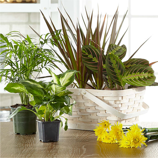 Florist Designed Blooming and Green Plants in a Basket –  Noor Florist Llc, Lake Villa IL