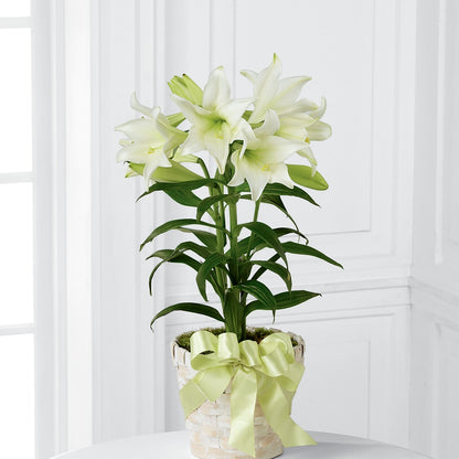 Easter Lily Plant –  Noor Florist Llc, Lake Villa IL