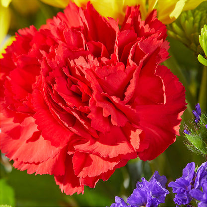 Brighter Days Bouquet –  Noor Florist Llc, Lake Villa IL